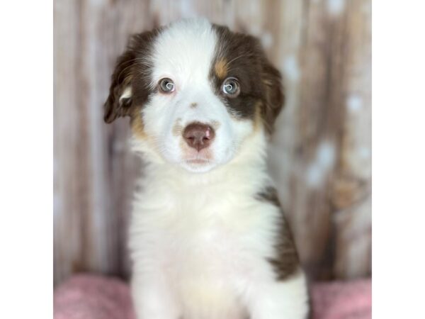 Australian Shepherd DOG Female Red / White 8700 Petland Dayton, Ohio