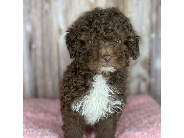 Poodle DOG Female Liver 8702 Petland Dayton, Ohio