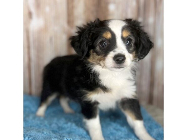 Toy Aussie DOG Male Tri-Colored 8715 Petland Dayton, Ohio