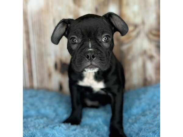 Frenchton-DOG-Male-Black-8714-Petland Dayton, Ohio