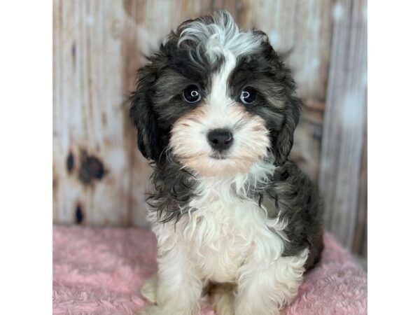 Shipoo DOG Female Tri 8713 Petland Dayton, Ohio