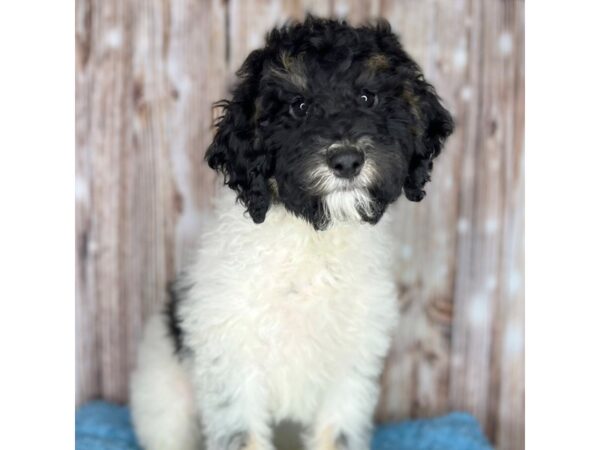 Moyen Poodle-DOG-Male-Black/ White Tri-8712-Petland Dayton, Ohio