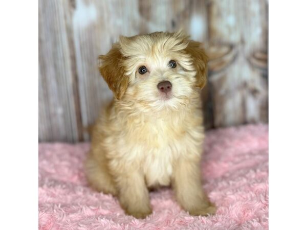 Mini Goldendoodle DOG Female Red 8711 Petland Dayton, Ohio