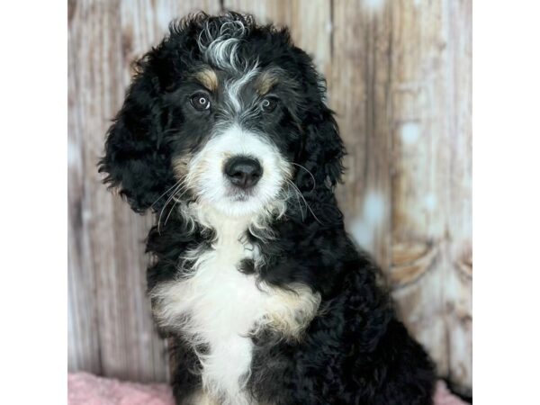 Bernedoodle DOG Female tri colored 8710 Petland Dayton, Ohio