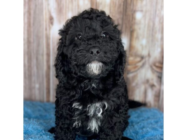 Mini Labradoodle DOG Male Black/White 8709 Petland Dayton, Ohio