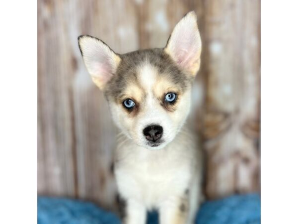 Pomsky DOG Male Choc. Merle/ White 8707 Petland Dayton, Ohio