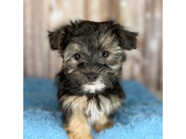 Morkie DOG Male Black / Tan 8705 Petland Dayton, Ohio