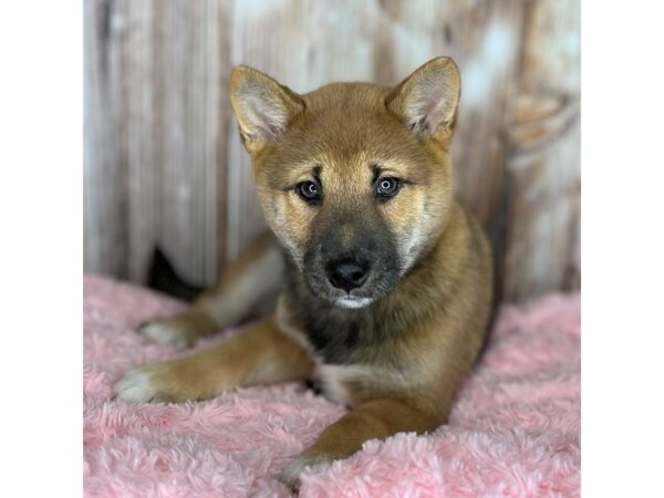 Shiba Inu DOG Female Red Sesame 8704 Petland Dayton, Ohio