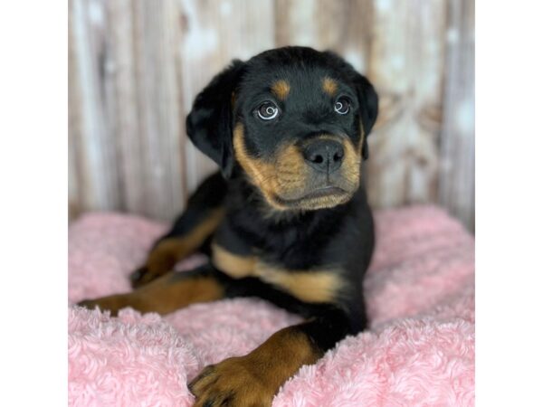 Rottweiler DOG Female Black / Tan 8703 Petland Dayton, Ohio