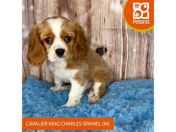 Cavalier King Charles Spaniel DOG Male Blenheim 8716 Petland Dayton, Ohio