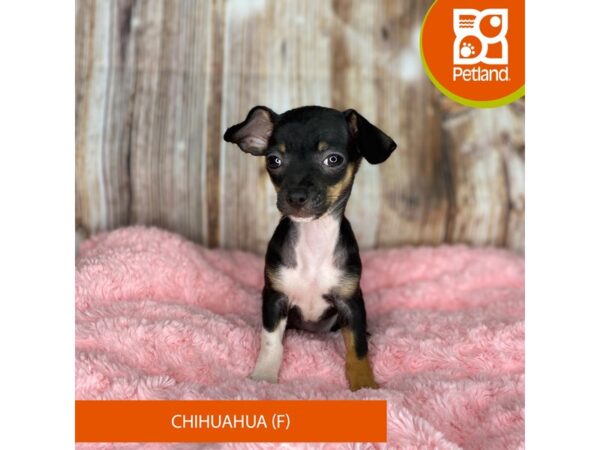 Chihuahua-DOG-Female-Black / Tan-8717-Petland Dayton, Ohio