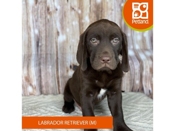 Labrador Retriever DOG Male Chocolate 8718 Petland Dayton, Ohio