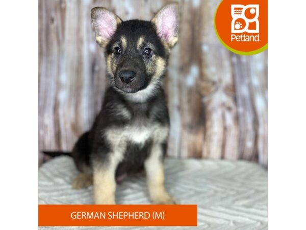 German Shepherd Dog DOG Male Black / Tan 8719 Petland Dayton, Ohio