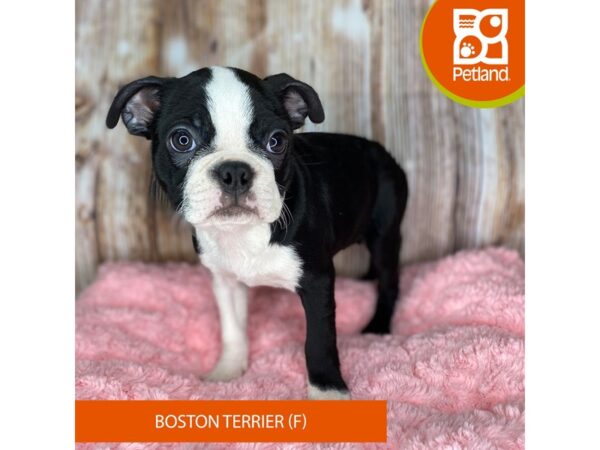 Boston Terrier DOG Female Black / White 8720 Petland Dayton, Ohio