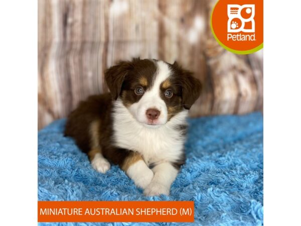 Miniature Australian Shepherd DOG Male Red Tan / White 8724 Petland Dayton, Ohio