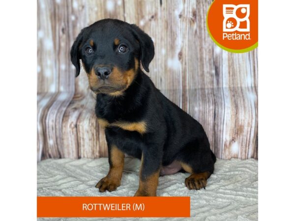 Rottweiler DOG Male Black / Tan 8723 Petland Dayton, Ohio