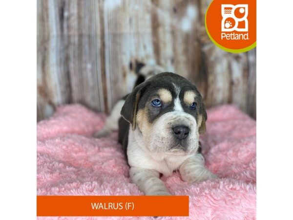 Walrus-DOG-Female-Blue Merle-8725-Petland Dayton, Ohio