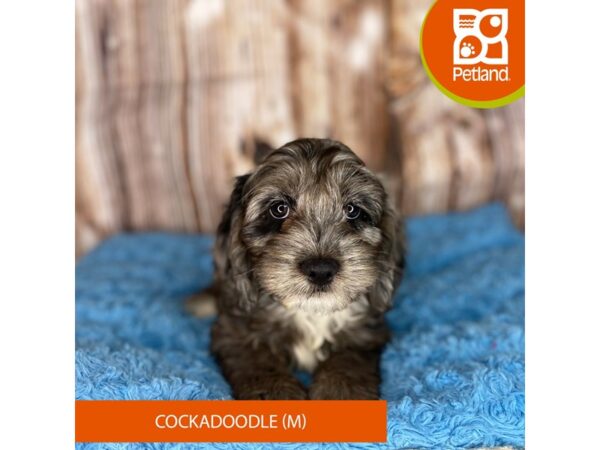 Cockadoodle-DOG-Male-Blue Merle-8726-Petland Dayton, Ohio