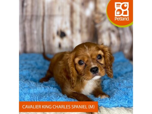 Cavalier King Charles Spaniel-DOG-Male-Ruby-8727-Petland Dayton, Ohio