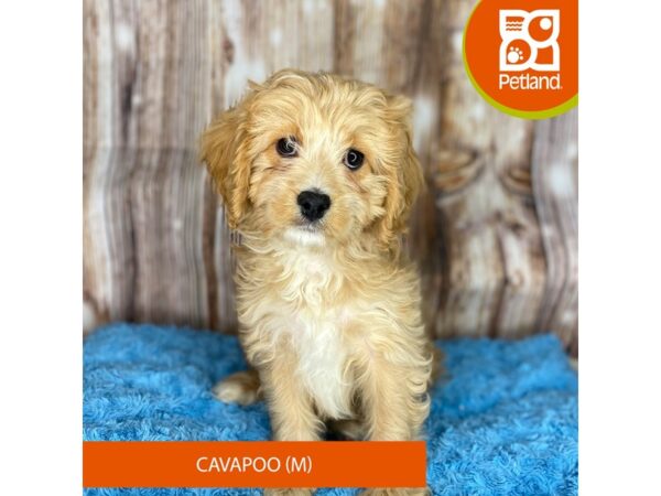 Cavapoo-DOG-Male-Tan-8728-Petland Dayton, Ohio