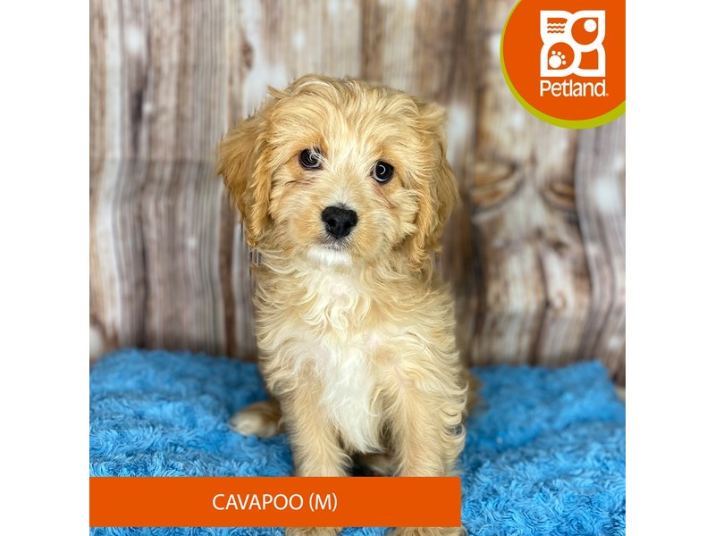 Cavapoo Puppy Tan ID:8728 Located at Petland Dayton, Ohio
