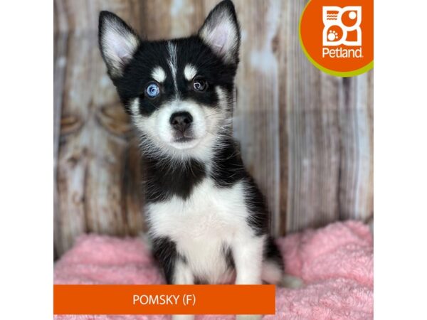 Pomsky DOG Female Black & White 8729 Petland Dayton, Ohio