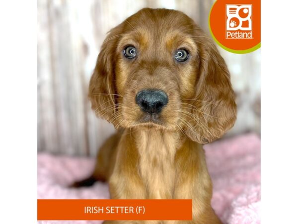 Irish Setter DOG Female Red 8736 Petland Dayton, Ohio