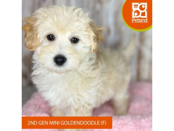 Goldendoodle Mini 2nd Gen DOG Female Golden 8735 Petland Dayton, Ohio