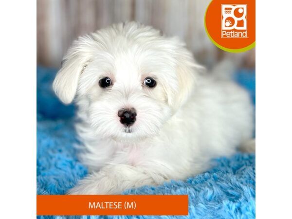 Maltese-DOG-Male-White-8734-Petland Dayton, Ohio