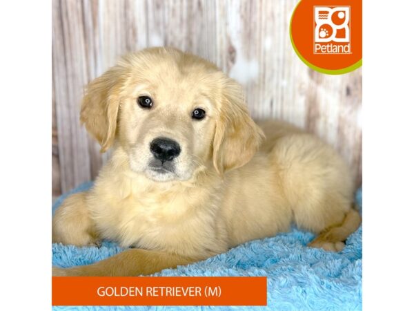 Golden Retriever-DOG-Male-Golden-8733-Petland Dayton, Ohio