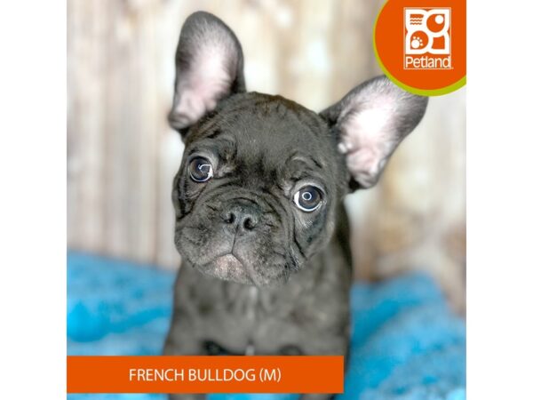 French Bulldog DOG Male Brindle 8732 Petland Dayton, Ohio