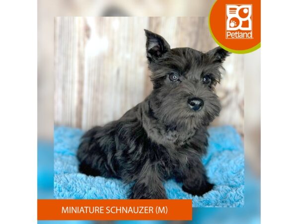 Miniature Schnauzer DOG Male Black 8730 Petland Dayton, Ohio