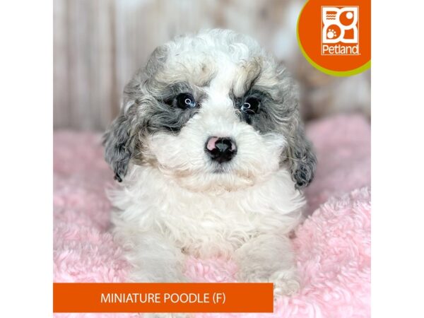 Miniature Poodle-DOG-Female-Blue Merle-8744-Petland Dayton, Ohio