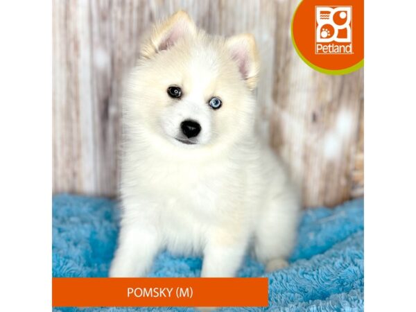 Pomsky DOG Male cream 8743 Petland Dayton, Ohio