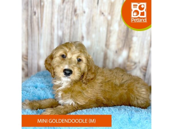 Mini Goldendoodle-DOG-Male-Red-8742-Petland Dayton, Ohio