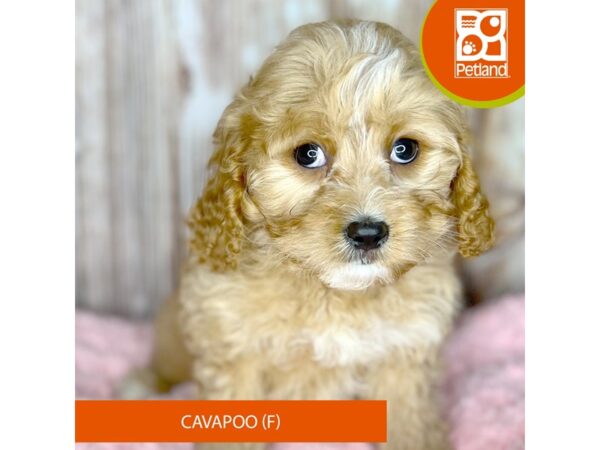 Cavapoo-DOG-Female-Red w/ white markings-8741-Petland Dayton, Ohio