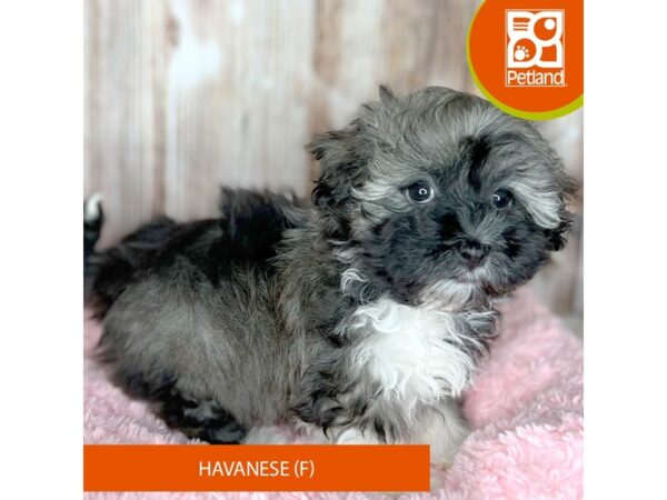 Havanese DOG Female Tri-Colored 8739 Petland Dayton, Ohio