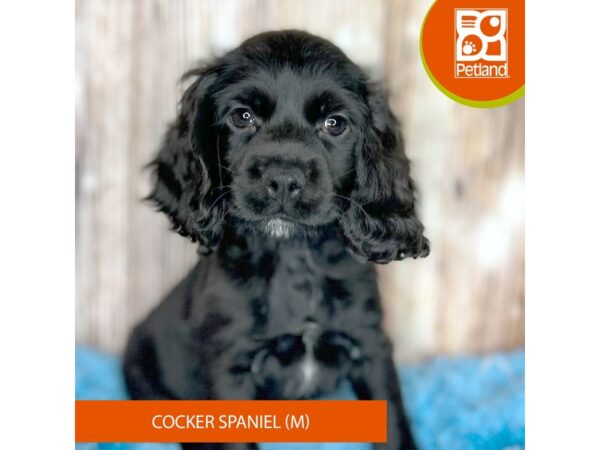 Cocker Spaniel DOG Male Black / White 8738 Petland Dayton, Ohio