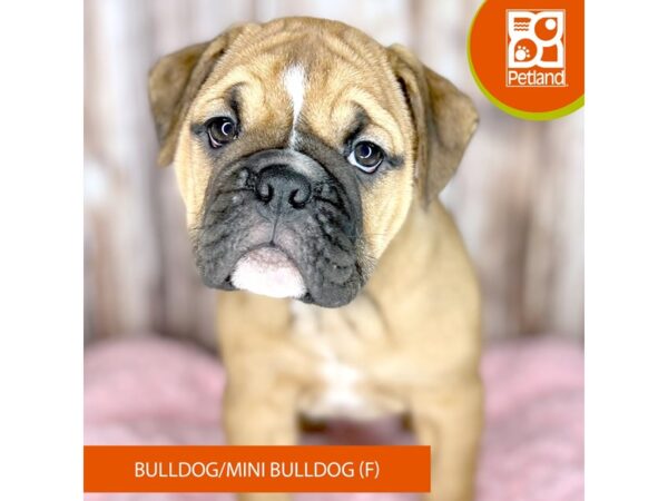 Mini bulldog best sale puppies