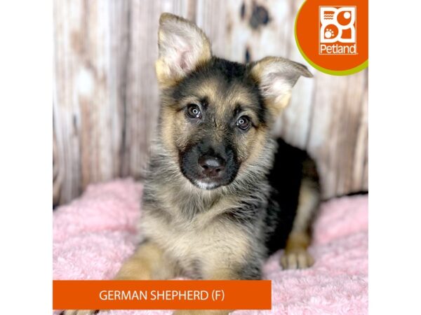 German Shepherd Dog-DOG-Female-Black / Tan-8746-Petland Dayton, Ohio