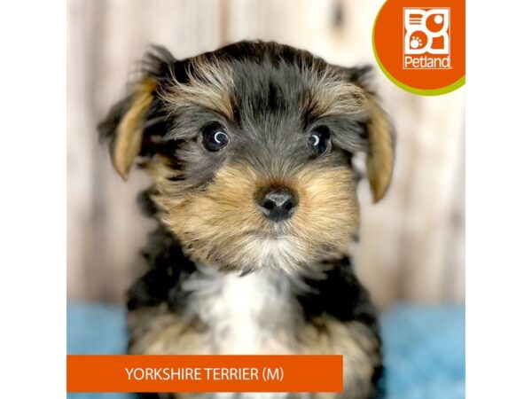 Yorkshire Terrier-DOG-Male-Black / Tan-8748-Petland Dayton, Ohio