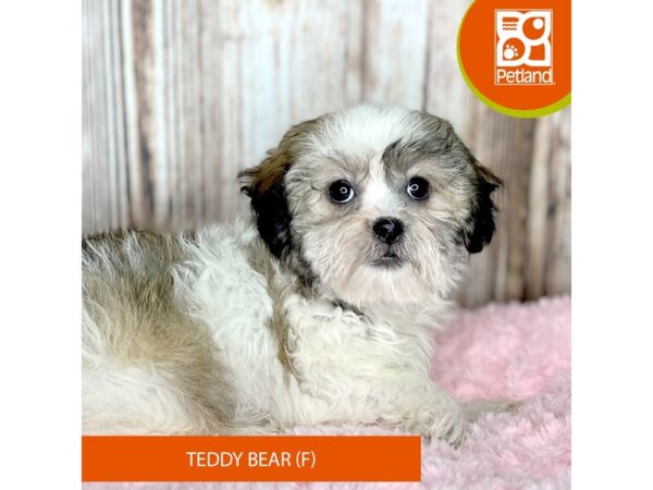 Teddy Bear DOG Female Brindle / White 8749 Petland Dayton, Ohio