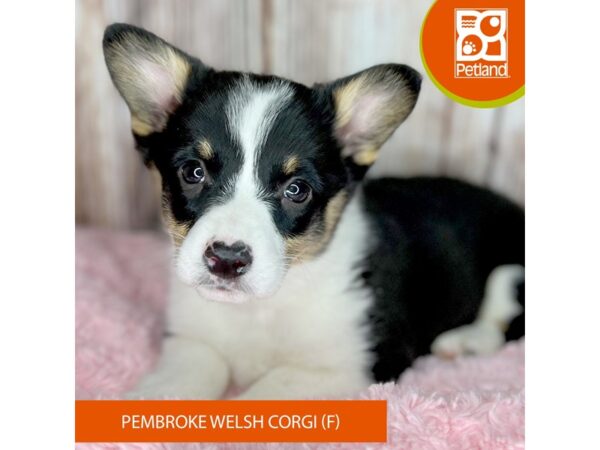 Pembroke Welsh Corgi DOG Female Black Tan / White 8751 Petland Dayton, Ohio