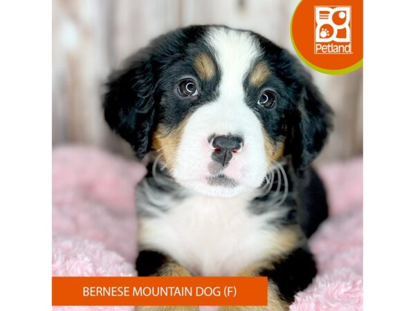 Bernese Mountain Dog-DOG-Female-Blk rst & wh-8752-Petland Dayton, Ohio