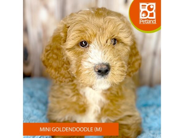 Mini Goldendoodle DOG Male Red & White 8753 Petland Dayton, Ohio