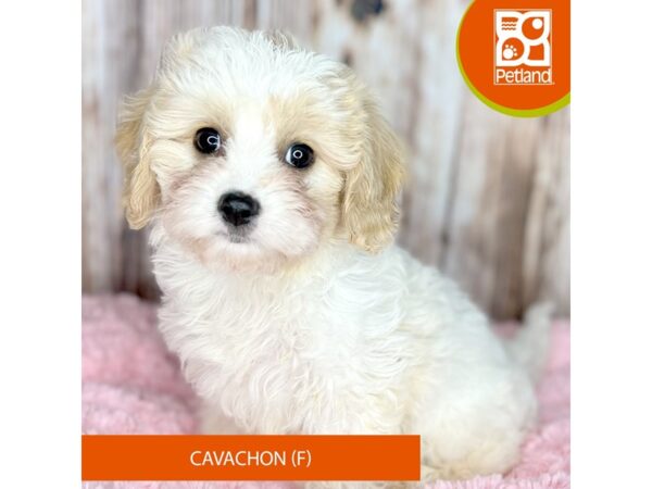 Cavachon-DOG-Female-Blenheim-8755-Petland Dayton, Ohio