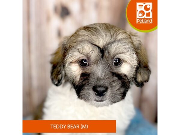 Teddy Bear-DOG-Male-Tri-8754-Petland Dayton, Ohio