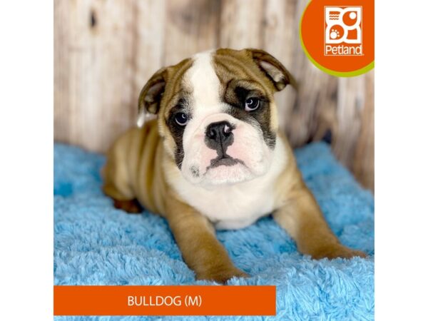 Bulldog DOG Male Red 8757 Petland Dayton, Ohio