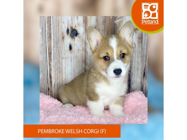 Pembroke Welsh Corgi-DOG-Female-Red-8761-Petland Dayton, Ohio