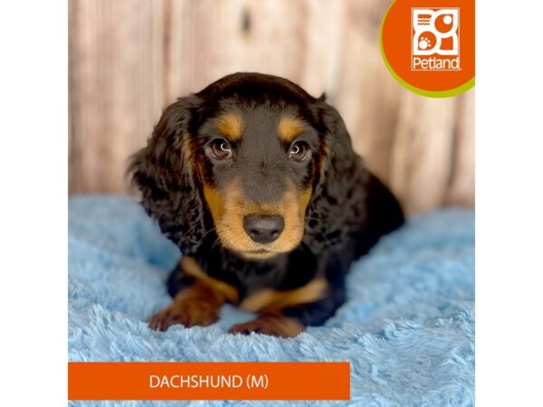 Dachshund-DOG-Male-Black / Tan-8762-Petland Dayton, Ohio